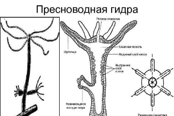 Кракен это известный маркетплейс